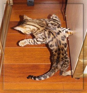 бенгальская кошка и бенгальская мышка - 1